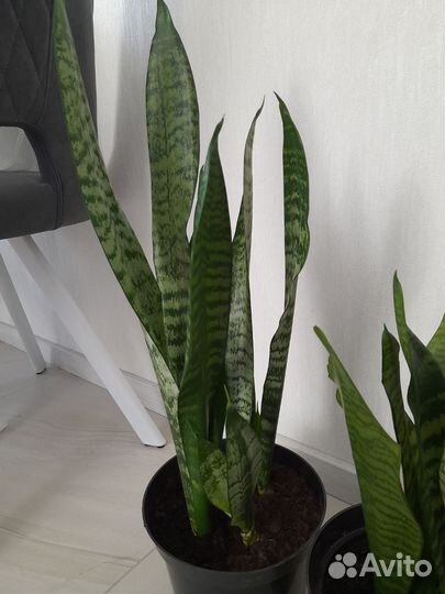 Сансевиерия