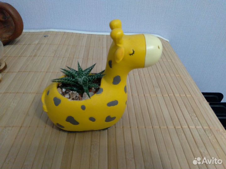 Растения суккуленты, алое, кактус