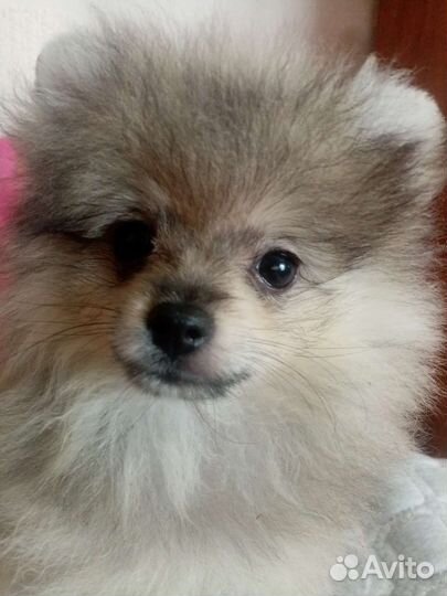 Мишка топтыжка