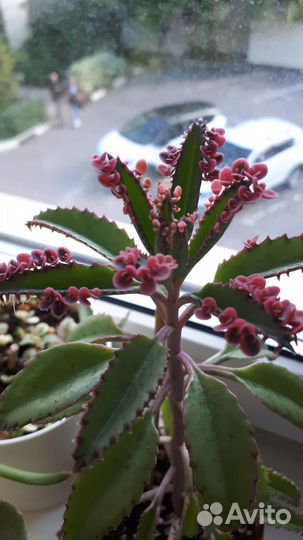 Каланхоэ розовые бабочки, традесканция нанук