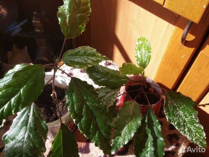 Гибискус варегатный, пестролистный