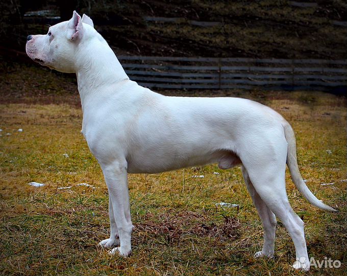 Щенки аргентинского дога