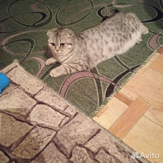 Ищем жениха