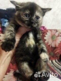 Котята в добрые руки бесплатно