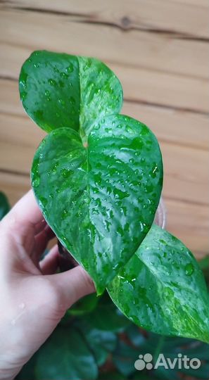 Растения для фитобокса