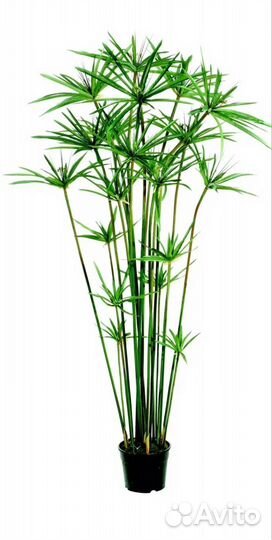 Циперус папирус