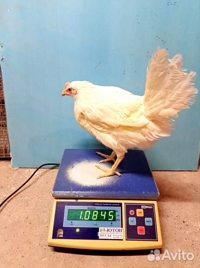 Куры несушки с доставкой