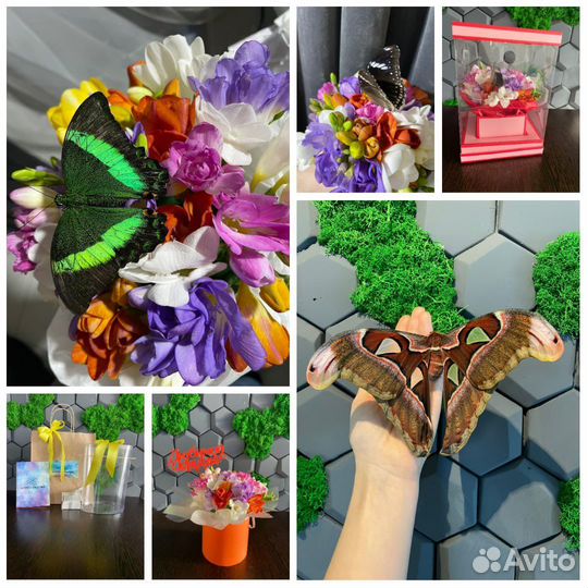 Живые бабочки и наборы для выращивания бабочек