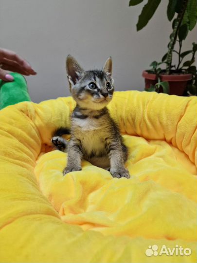 Котёнок мальчик в добрые руки