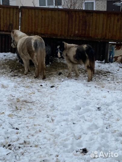 Продаю пони