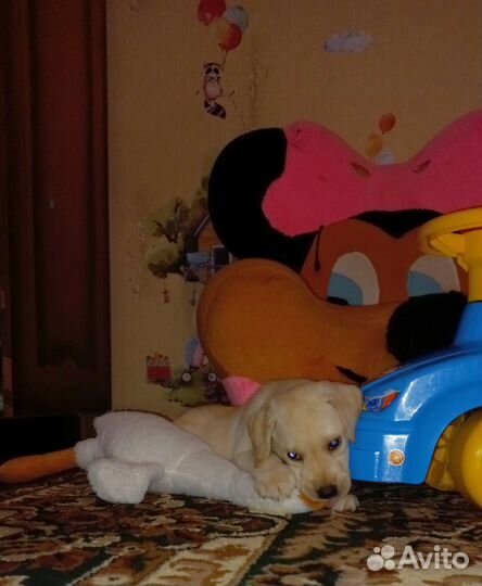 Щенки лабрадора