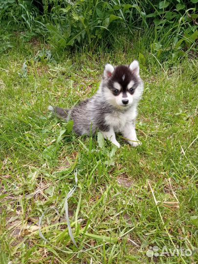 Помски mini хаски