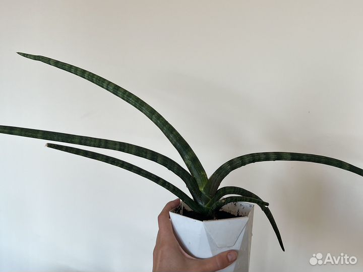 Сансевьерия цилиндрика