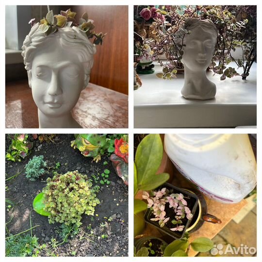 Коллеусы, каллизии, аптении