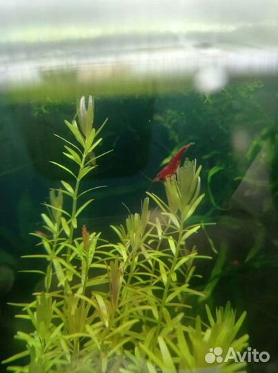 Аквариумные креветки