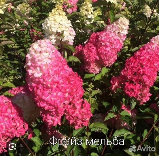 Саженцы метельчатой гортензии Фрайз мельба