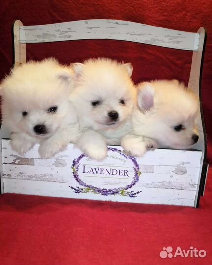 Шпицульки миники