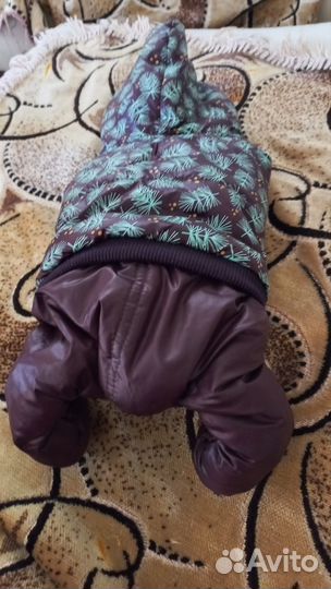 Одежда для собак