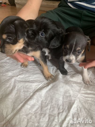 Отдам щенков