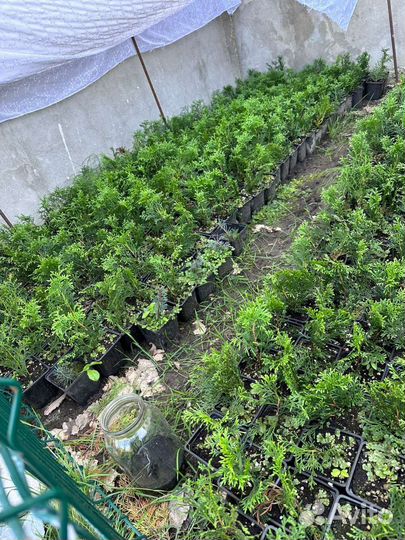 Туя смарагд, саженцы