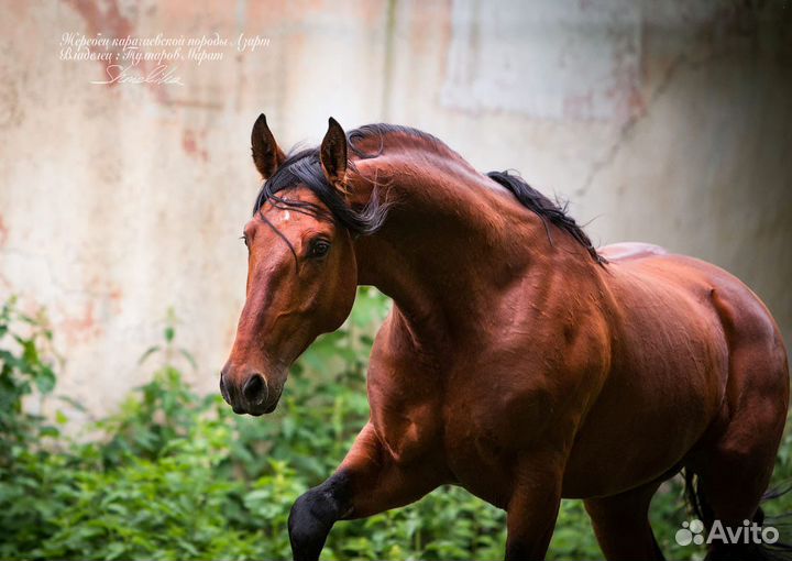 Лошади кабылы