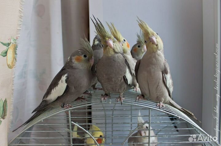 Попугай разных видов