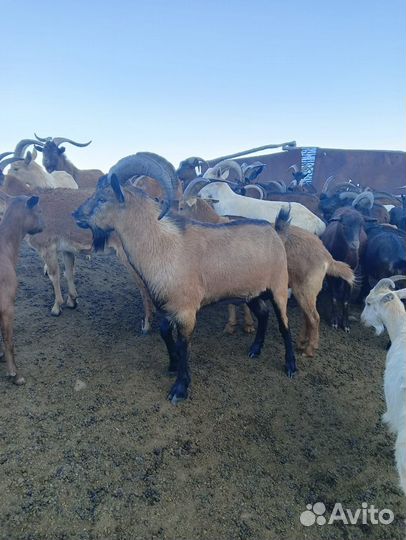 Тур Козла Тур