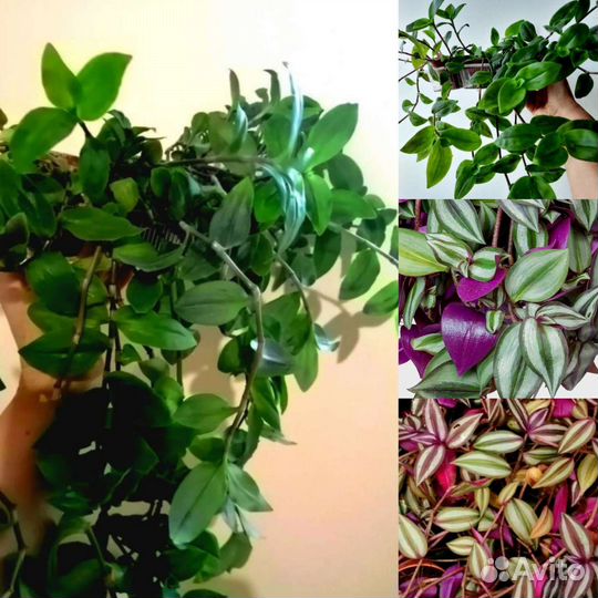 Традесканции Клеродендрум Эсхинантус. Ампельные