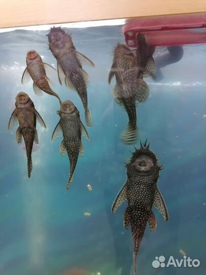 Сомики анциструсы