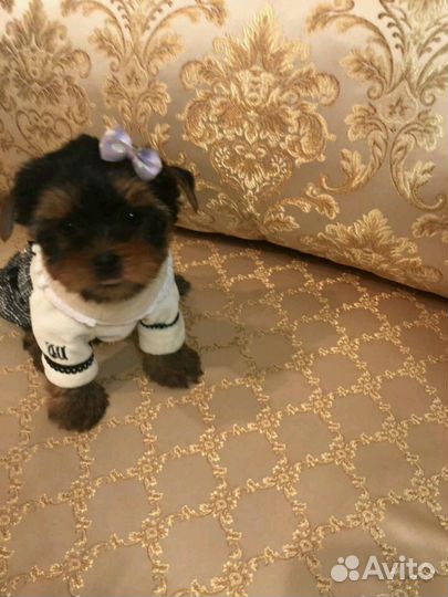 Йорк щенок девочка 2мес