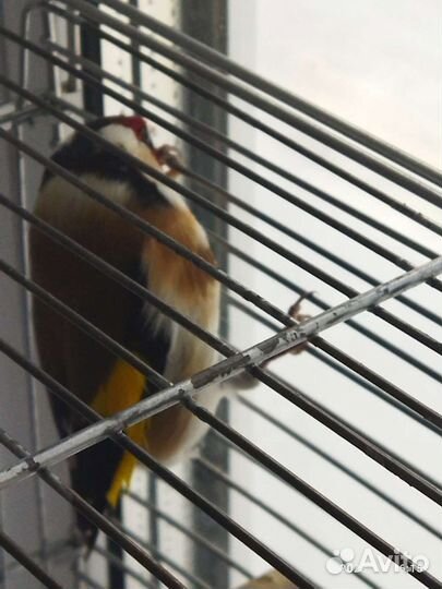 Певчие птицы щегол