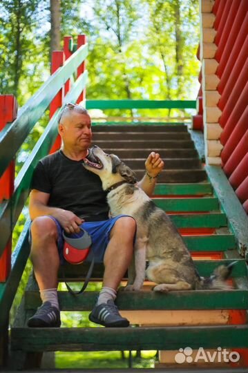 Собака Миша