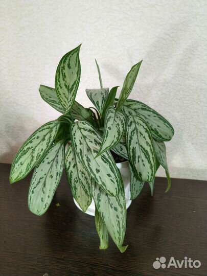 Аглаонема сильвер квин