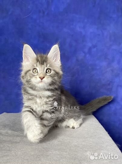 Котята мейн-кун