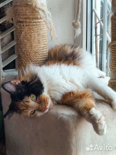 Кошка в дар