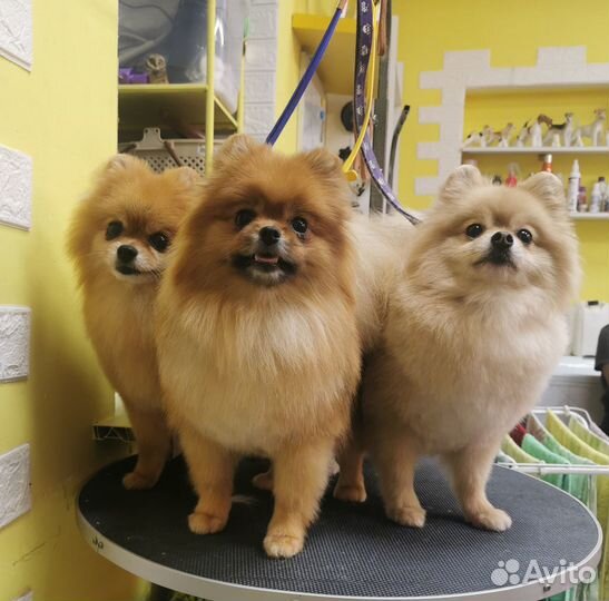 Стрижка (груминг) собак