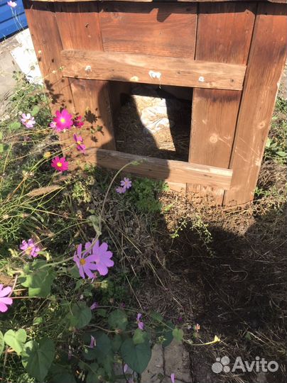 Будка для собаки