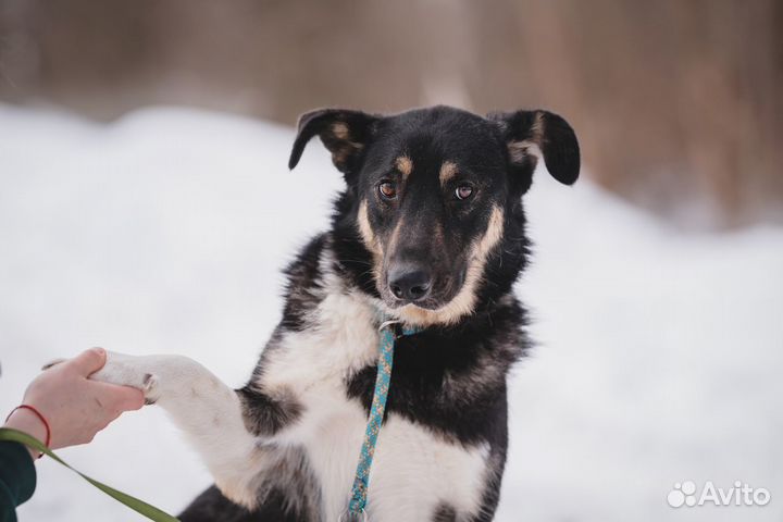 Собака Барри