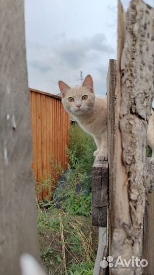 Котёнок