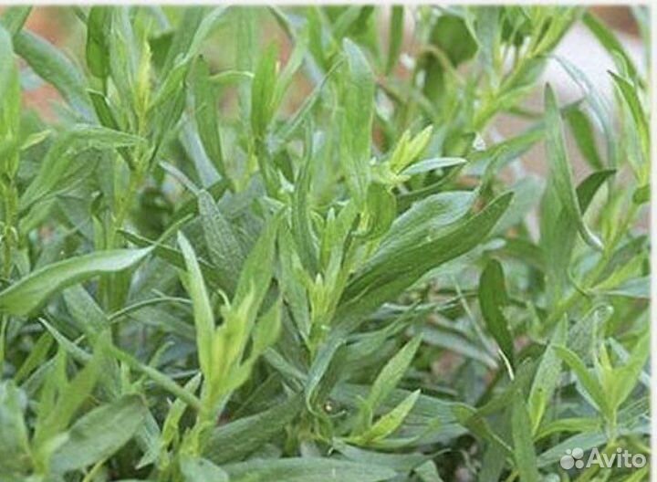 Эстрагон тархун (саженцы)