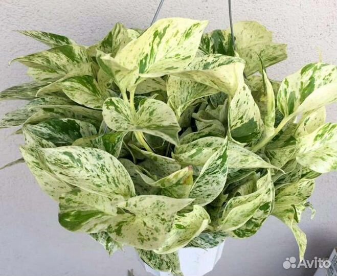 Эпипремнум Снежная королева