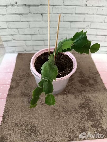 Декабрист шлюмбергера желтая