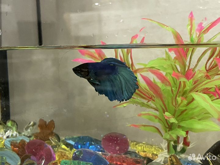 Аквариум с рыбкой Петушок