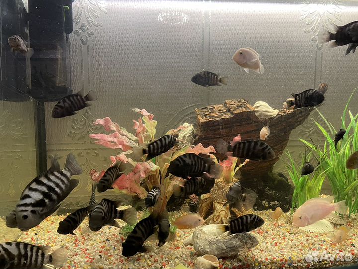 Рыбки цихлиды