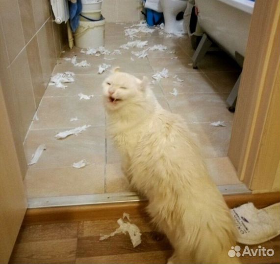 Отдам котика