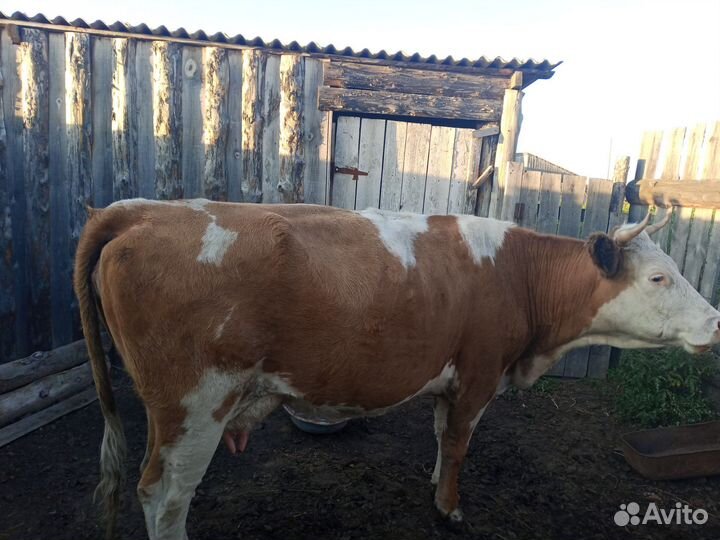 Корова стельная дойная