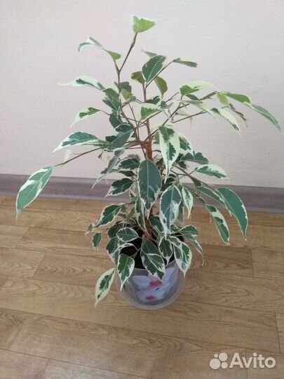 Фикус бенджамина