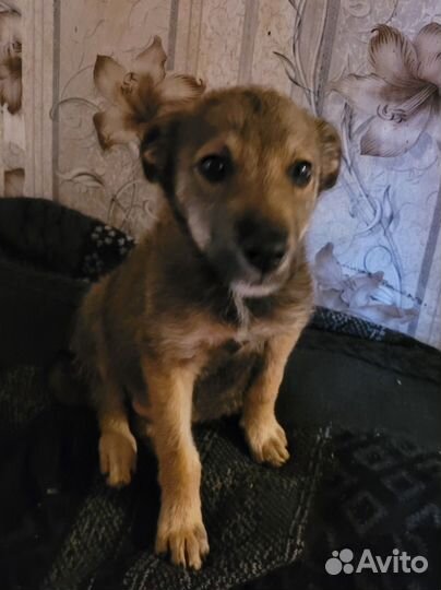 Щенки дворняги