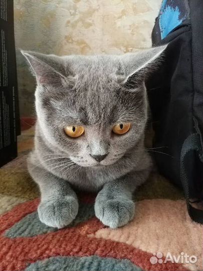 Видеокарта PNY nVidia Quadro P2000 5Gb vcqp2000-PB