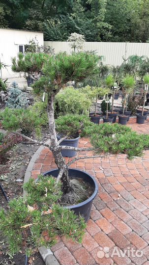 Туя тис можжевельник тсуга